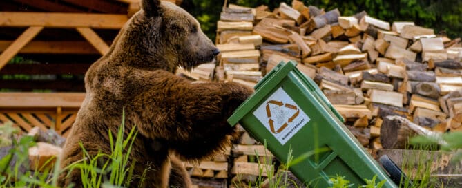 wildlife safety