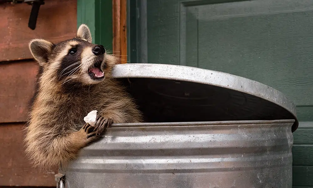 A raccoon in a trashcan