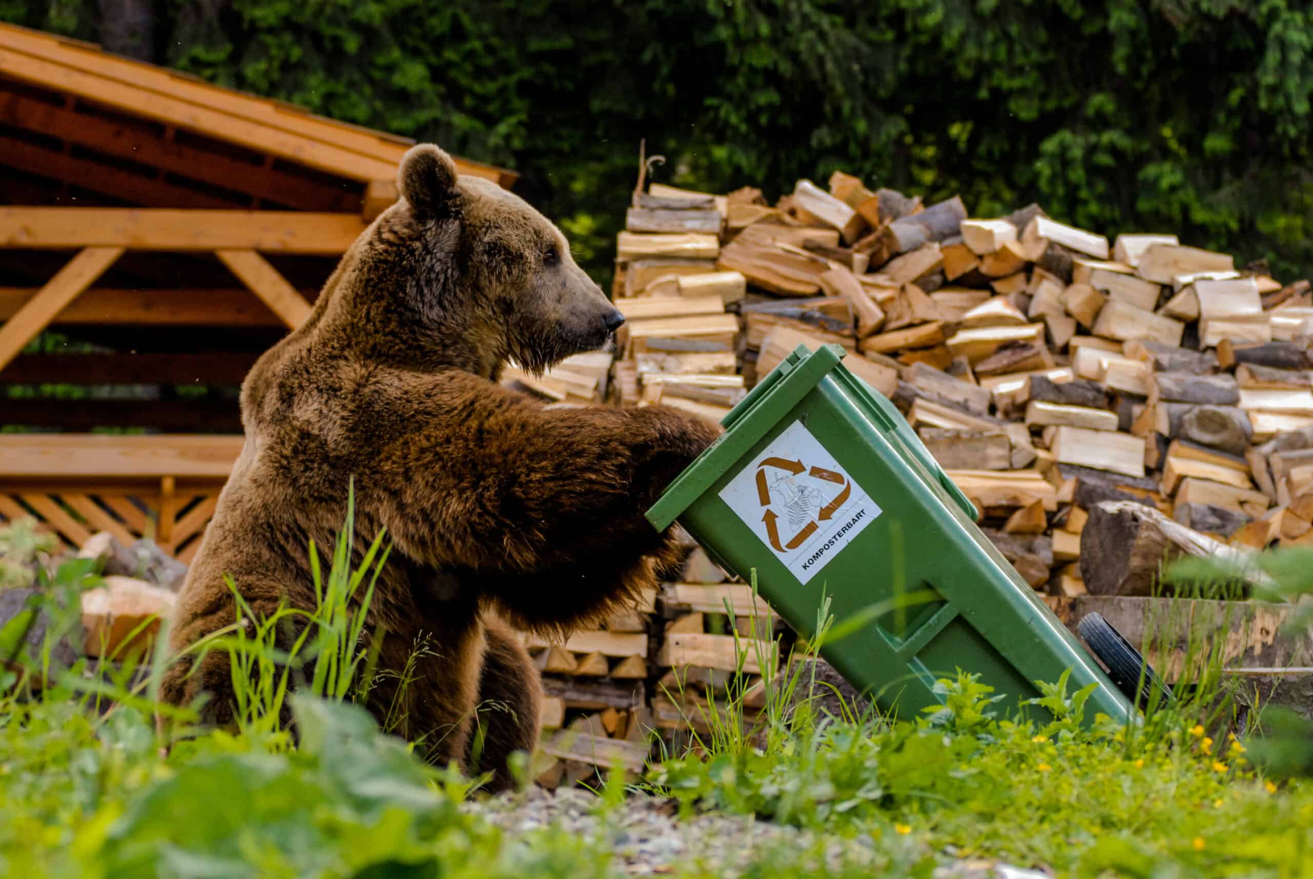 A bear digs into a trashcan outside of a cabin
