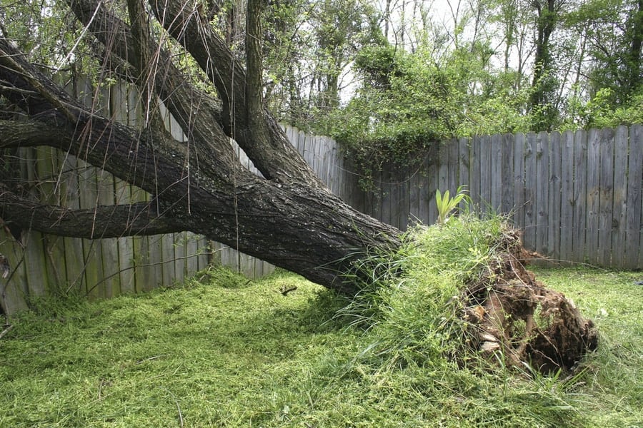 A large tree uprooted in a backyard