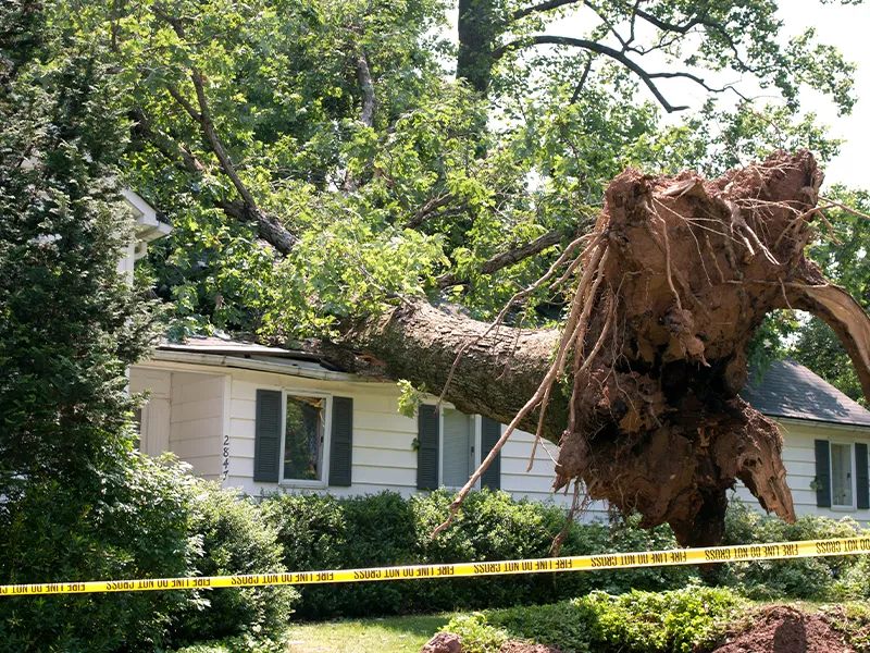 A tree falls through the roof of a short-term rental