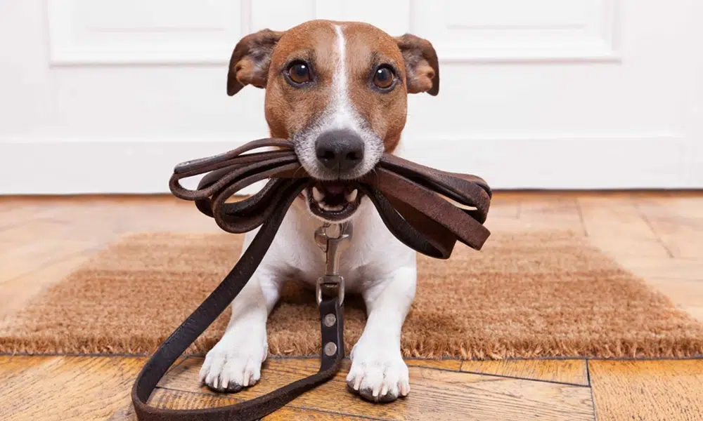 A dog lays on a doormat with a leash in their mouth.