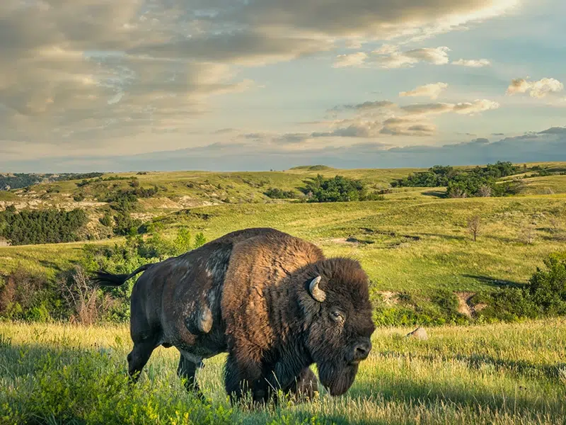 North Dakota Scenic Rolling Land with Bison
